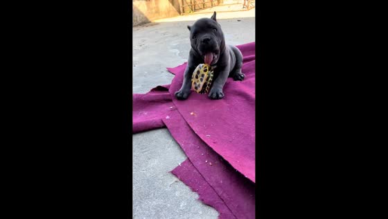 American Bully startled after curious interaction with turtle in Anhui, China