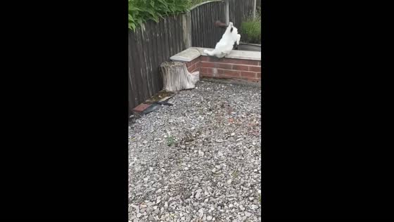 Cat's clumsy zoomie moment in Stoke-on-Trent
