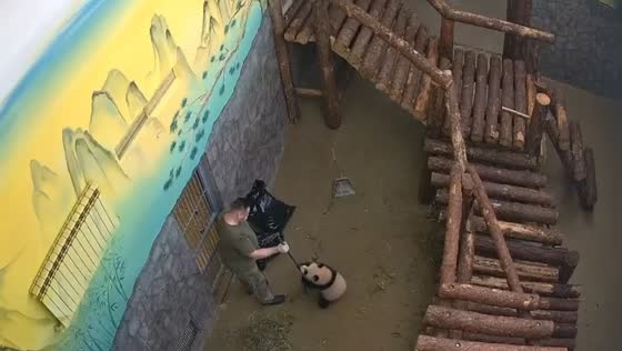 Panda playtime: keeper's cleaning routine interrupted by curious Katyusha