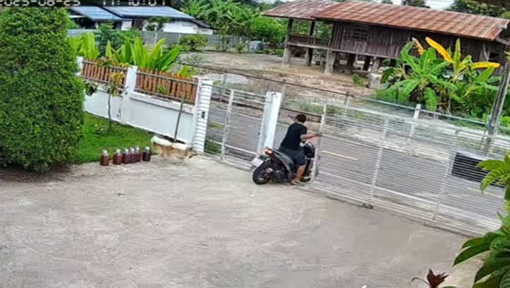 Dog turns escape into playful chase in Tak, Thailand