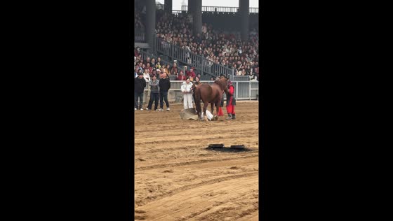 Woman’s failed attempt to mount a horse ends in a funny fall in Henan, China