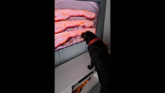 Dog licks TV screen showing bacon strips