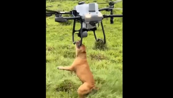 Dog tries to bring down drone in Parana, Brazil