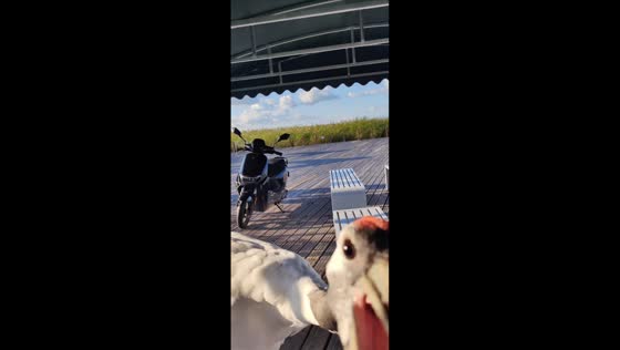 Unexpected interaction with a red-crowned crane in Heilongjiang, China