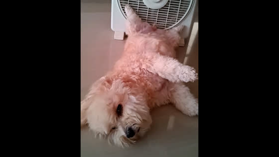 Dog sleeps contentedly after a meal in Caracas