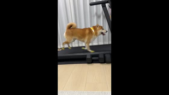 Shiba Inu speeds up on treadmill in Xinjiang, China