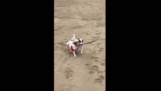 Daily beach bliss: Jack Russell duo Otto & Asha's playful stick fetch in Punta del Este