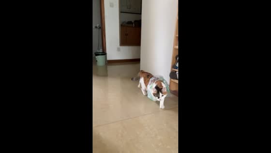 Cat hops with plastic bag stuck on leg in Chongqing, China