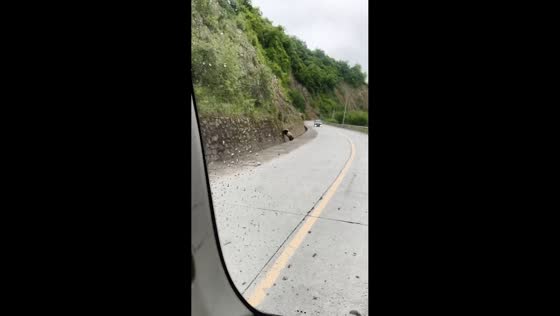 Panda struggles to climb retaining wall in Sichuan, China
