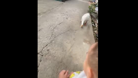 Child approaches goose in Can Tho, chased moments later