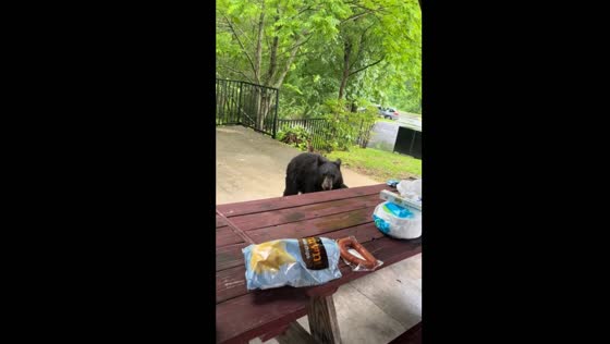 Gatlinburg bear crashes picnic at Glenstone Lodge!