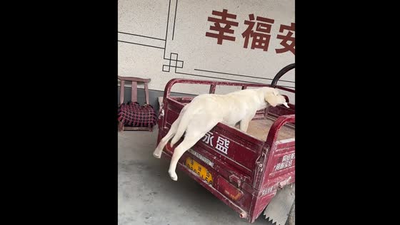 Dog falls midway while trying to jump on truck