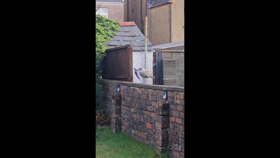 Young seagull mistakes toy fish for real catch in Port Talbot, Wales, UK