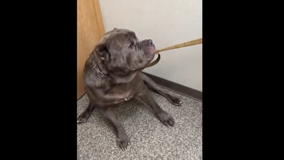 Dog pulls away from a vet tech in Youngstown, Ohio, USA