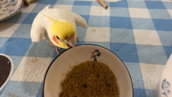 Parrot plays with food bowl in Zhejiang, China
