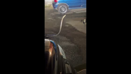 Cat encounters a snake on the street in Johor Bahru, Malaysia