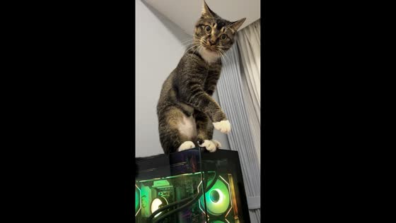 Cat teases owner by reaching for PC restart button in Hubei, China
