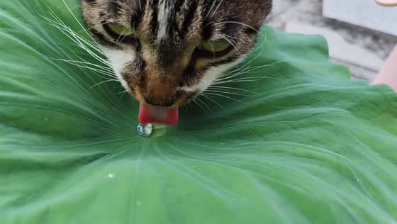 Cat delicately drinks from leaf in Anhui, China