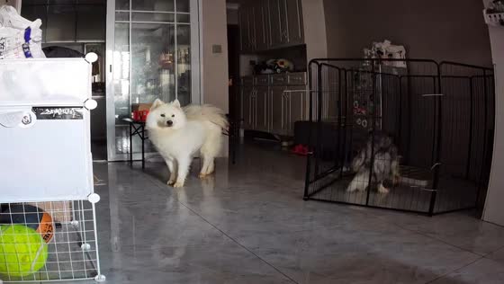 Dogs and cat react as magnitude 4.3 earthquake shakes home in Kunming, China
