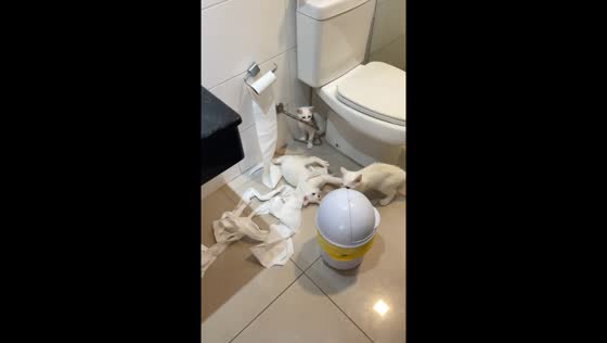 Cats unravel toilet paper in Santa Catarina bathroom play