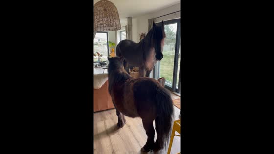Horse and pony take a tour inside the house in Achnahaird, Scotland, UK
