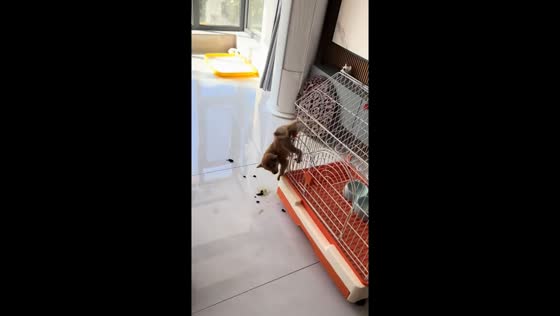Puppy freed after getting foot stuck in cage in Liaoning, China