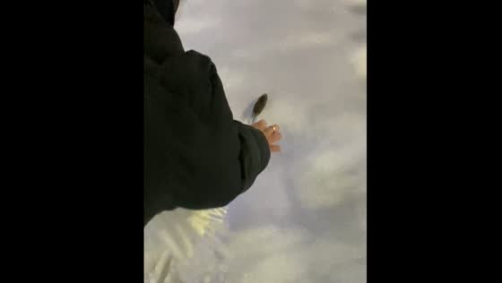 Mouse in the snow escapes in Astana, Kazakhstan