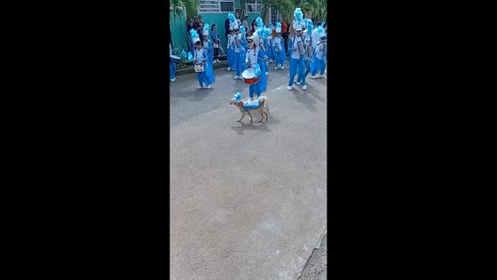 Cute dog in costume leads marching band parade in San Luis, Honduras