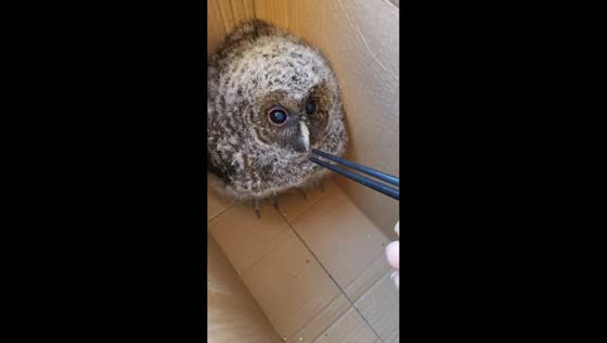 Juvenile owl fed by rescuer after appearing on balcony in Guizhou, China