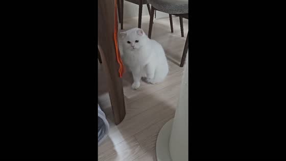 Curious white cat gets startled by a stretchy fidget worm toy in Hebei, China
