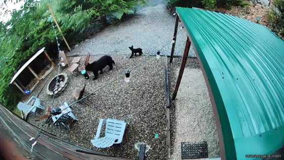 Bear family stroll: mother and cub wander through Sevierville cabin property