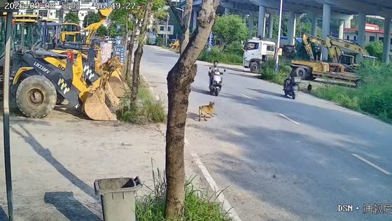 Motorcycle rider crashes after dog runs into road in Henan, China