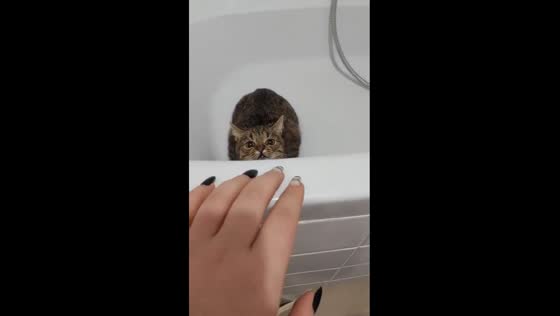 Cat Molly's bathroom encounter: playful tap leads to unpleasant scratch 