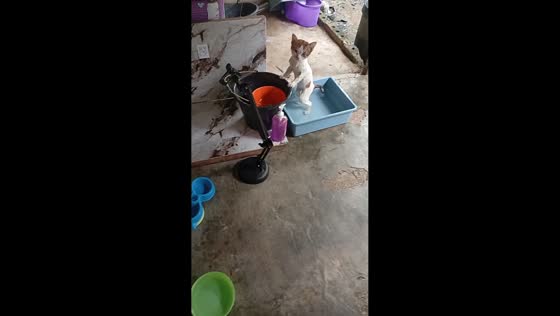 Cat refuses to leave tub after bath in Kalimantan, Indonesia
