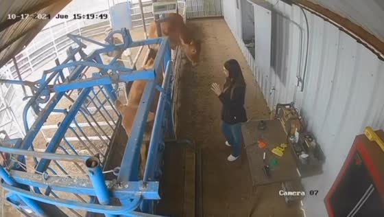 Cow escapes treatment line and climbs railing in Cuauhtémoc, Mexico