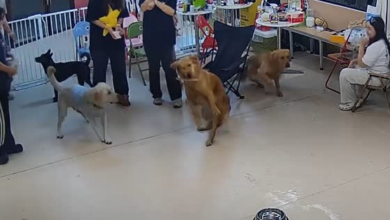 Golden retriever gets startled at pet event in Guangdong, China