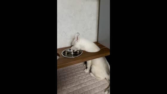 Clever canine: unconventional hydration technique in Japan