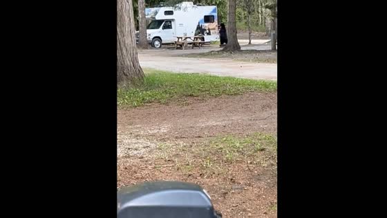 Curious black bear captured in Revelstoke encounter