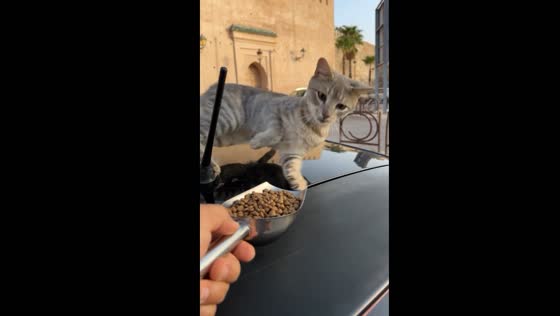 Cat runs away after waking up to food in Morocco