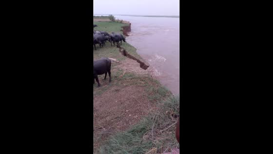 Buffalo falls into river after riverbank erosion in Sahiwal, Pakistan