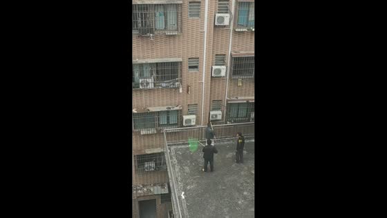 Cat rescued from high-rise ledge in Guangdong, China