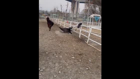 Horse rider falls after coat gets caught in fence in Henan, China