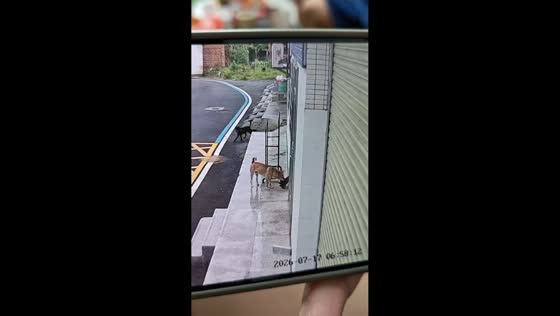 Two dogs each steal a shoe in Guangdong, China