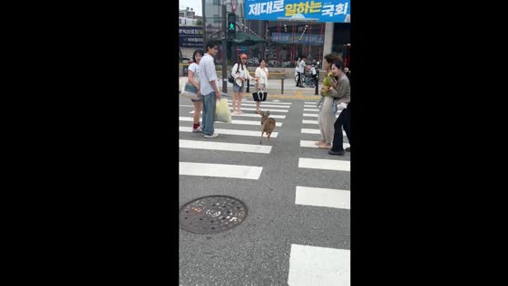 Wild Korean deer startles Seoul pedestrians in unusual urban encounter