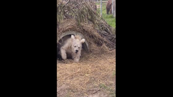 Chada's journey: from circus captivity to freedom in the White Rock Bear Shelter