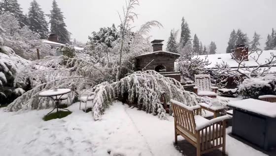 Continuous snow causes bamboo tree to collapse in Bellevue, Washington, USA