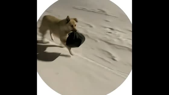 Dog carrying bag surprises teen during snowy walk in Nakhodka, Russia