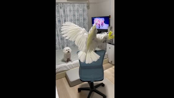Parrot Ame dances to BTS while dog Milk watches in Hiroshima, Japan