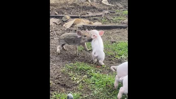 Piglets fight in Los Esteros