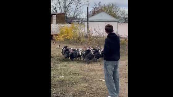 Person interacts with turkeys in Gazakh, Azerbaijan